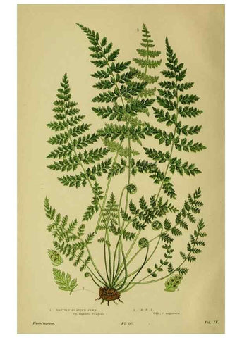 Reproducción/Reproduction 8519525876: The flowering plants, grasses, sedges, & ferns of Great Britain. London,F. Warne,1905.