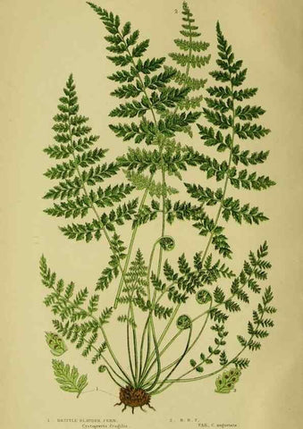 Reproducción/Reproduction 8519525876: The flowering plants, grasses, sedges, & ferns of Great Britain. London,F. Warne,1905.