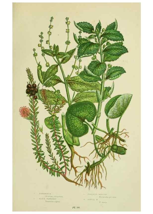 Reproducción/Reproduction 8517628527: The flowering plants, grasses, sedges, & ferns of Great Britain. London,F. Warne,1905.