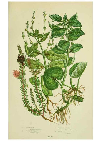 Reproducción/Reproduction 8517628527: The flowering plants, grasses, sedges, & ferns of Great Britain. London,F. Warne,1905.