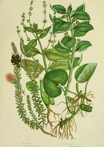 Reproducción/Reproduction 8517628527: The flowering plants, grasses, sedges, & ferns of Great Britain. London,F. Warne,1905.
