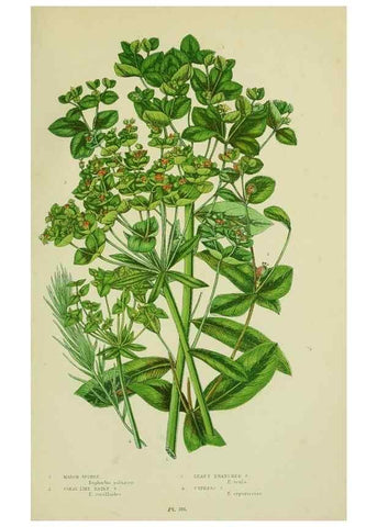 Reproducción/Reproduction 8518742384: The flowering plants, grasses, sedges, & ferns of Great Britain. London,F. Warne,1905.