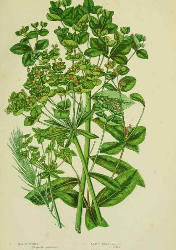 Reproducción/Reproduction 8518742384: The flowering plants, grasses, sedges, & ferns of Great Britain. London,F. Warne,1905.