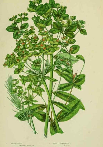 Reproducción/Reproduction 8518742384: The flowering plants, grasses, sedges, & ferns of Great Britain. London,F. Warne,1905.