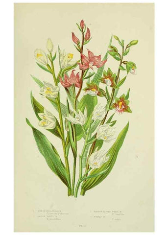 Reproducción/Reproduction 8518753014: The flowering plants, grasses, sedges, & ferns of Great Britain. London,F. Warne,1905.