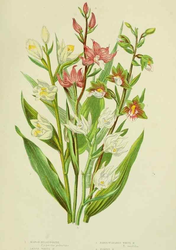 Reproducción/Reproduction 8518753014: The flowering plants, grasses, sedges, & ferns of Great Britain. London,F. Warne,1905.