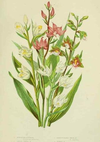 Reproducción/Reproduction 8518753014: The flowering plants, grasses, sedges, & ferns of Great Britain. London,F. Warne,1905.