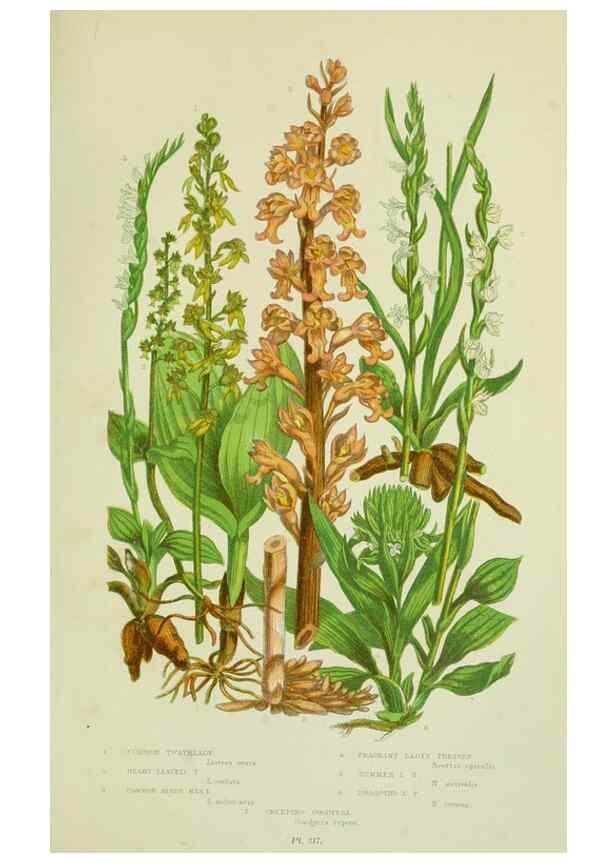 Reproducción/Reproduction 8518753514: The flowering plants, grasses, sedges, & ferns of Great Britain. London,F. Warne,1905.