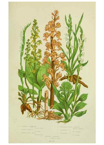 Reproducción/Reproduction 8518753514: The flowering plants, grasses, sedges, & ferns of Great Britain. London,F. Warne,1905.