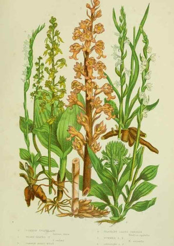 Reproducción/Reproduction 8518753514: The flowering plants, grasses, sedges, & ferns of Great Britain. London,F. Warne,1905.