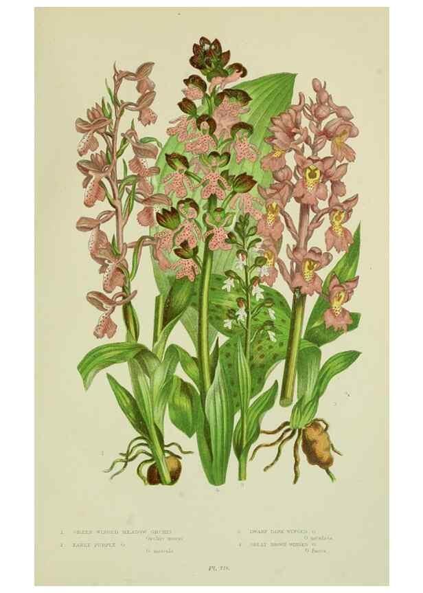Reproducción/Reproduction 8517641635: The flowering plants, grasses, sedges, & ferns of Great Britain. London,F. Warne,1905.