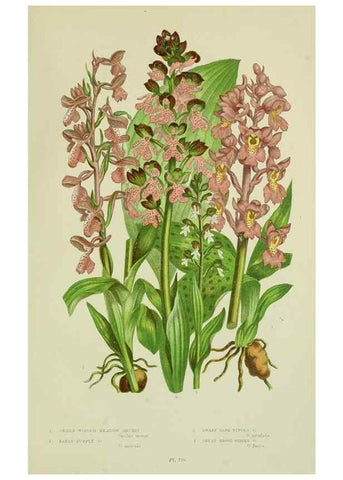 Reproducción/Reproduction 8517641635: The flowering plants, grasses, sedges, & ferns of Great Britain. London,F. Warne,1905.