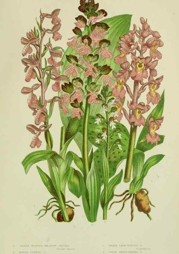Reproducción/Reproduction 8517641635: The flowering plants, grasses, sedges, & ferns of Great Britain. London,F. Warne,1905.