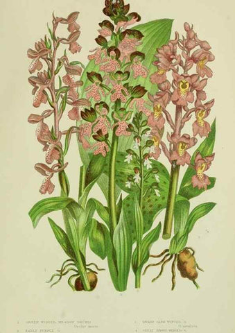 Reproducción/Reproduction 8517641635: The flowering plants, grasses, sedges, & ferns of Great Britain. London,F. Warne,1905.