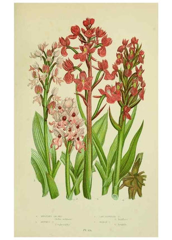 Reproducción/Reproduction 8517642105: The flowering plants, grasses, sedges, & ferns of Great Britain. London,F. Warne,1905.