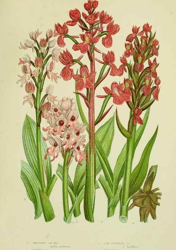 Reproducción/Reproduction 8517642105: The flowering plants, grasses, sedges, & ferns of Great Britain. London,F. Warne,1905.