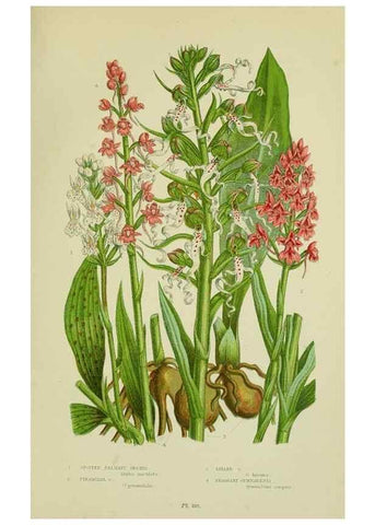 Reproducción/Reproduction 8517642535: The flowering plants, grasses, sedges, & ferns of Great Britain. London,F. Warne,1905.