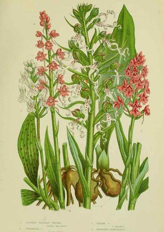 Reproducción/Reproduction 8517642535: The flowering plants, grasses, sedges, & ferns of Great Britain. London,F. Warne,1905.