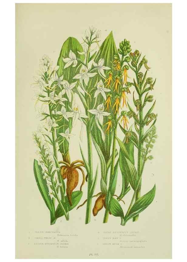 Reproducción/Reproduction 8518755464: The flowering plants, grasses, sedges, & ferns of Great Britain. London,F. Warne,1905.
