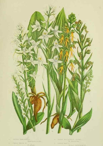 Reproducción/Reproduction 8518755464: The flowering plants, grasses, sedges, & ferns of Great Britain. London,F. Warne,1905.