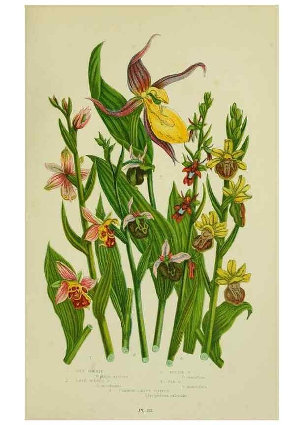 Reproducción/Reproduction 8518755908: The flowering plants, grasses, sedges, & ferns of Great Britain. London,F. Warne,1905.