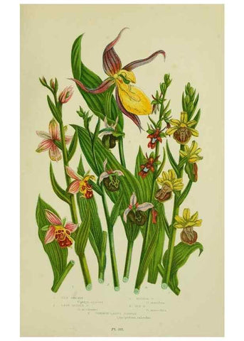 Reproducción/Reproduction 8518755908: The flowering plants, grasses, sedges, & ferns of Great Britain. London,F. Warne,1905.
