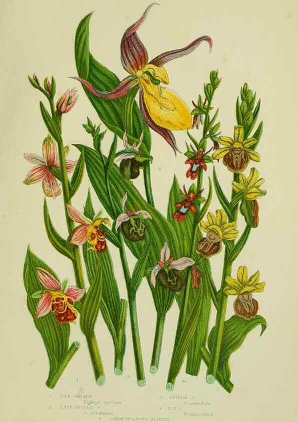 Reproducción/Reproduction 8518755908: The flowering plants, grasses, sedges, & ferns of Great Britain. London,F. Warne,1905.