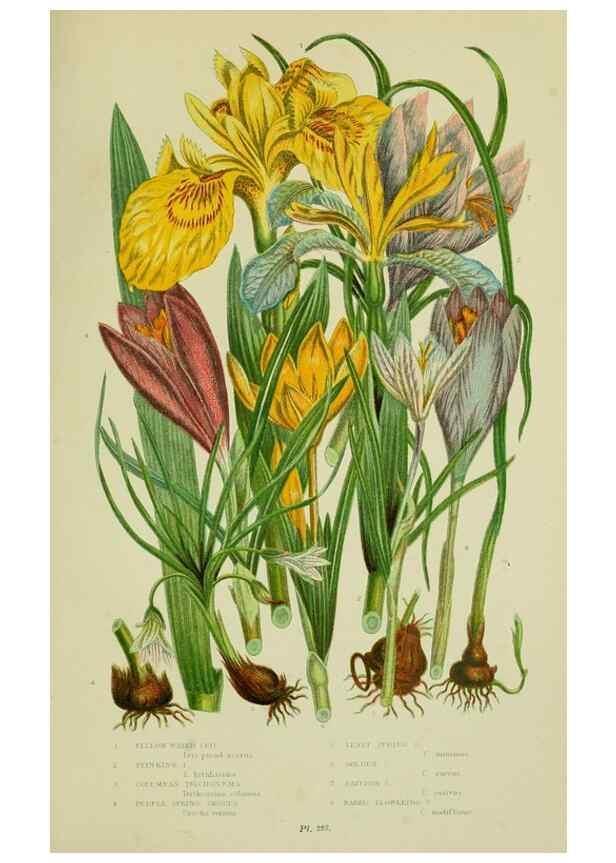 Reproducción/Reproduction 8518756618: The flowering plants, grasses, sedges, & ferns of Great Britain. London,F. Warne,1905.