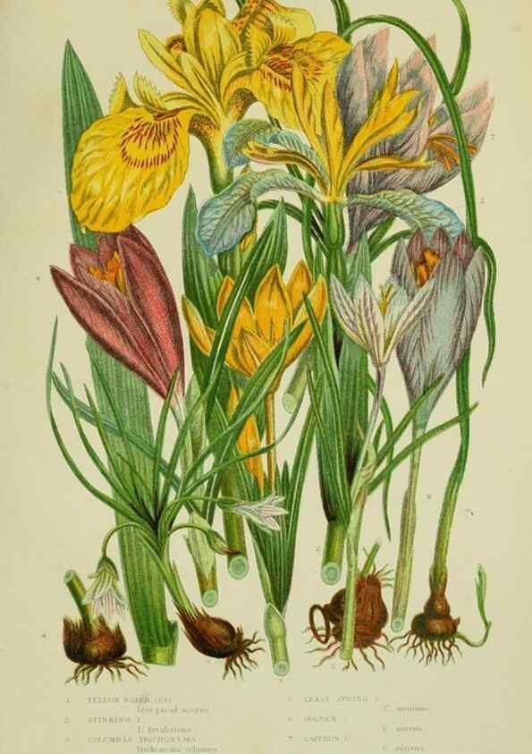 Reproducción/Reproduction 8518756618: The flowering plants, grasses, sedges, & ferns of Great Britain. London,F. Warne,1905.