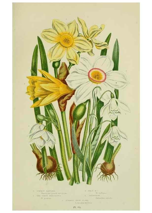 Reproducción/Reproduction 8518757124: The flowering plants, grasses, sedges, & ferns of Great Britain. London,F. Warne,1905.