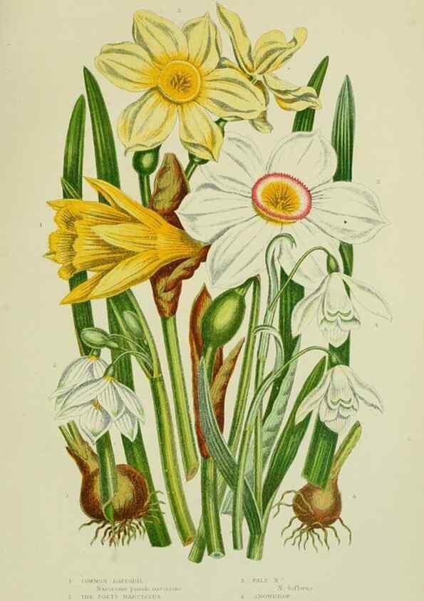 Reproducción/Reproduction 8518757124: The flowering plants, grasses, sedges, & ferns of Great Britain. London,F. Warne,1905.