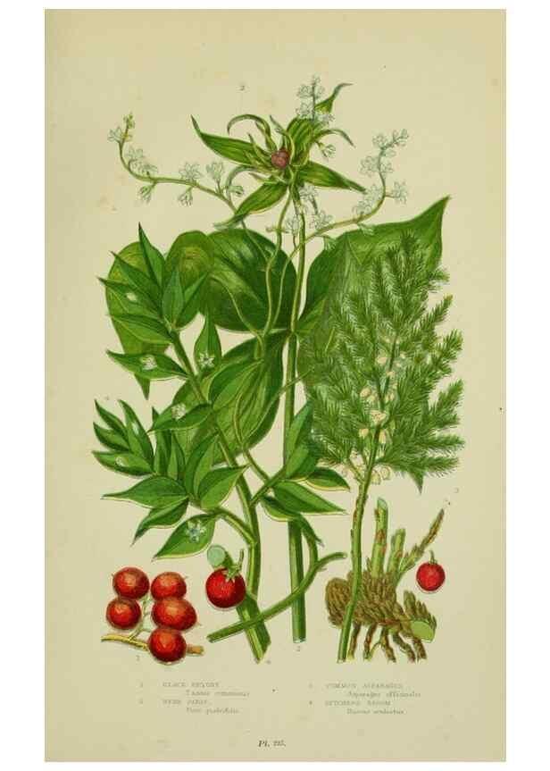 Reproducción/Reproduction 8517645297: The flowering plants, grasses, sedges, & ferns of Great Britain. London,F. Warne,1905.