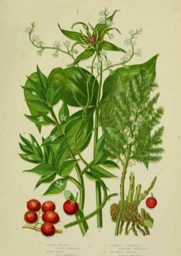 Reproducción/Reproduction 8517645297: The flowering plants, grasses, sedges, & ferns of Great Britain. London,F. Warne,1905.