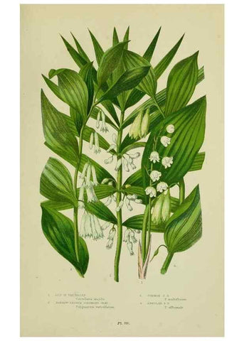 Reproducción/Reproduction 8517645821: The flowering plants, grasses, sedges, & ferns of Great Britain. London,F. Warne,1905.