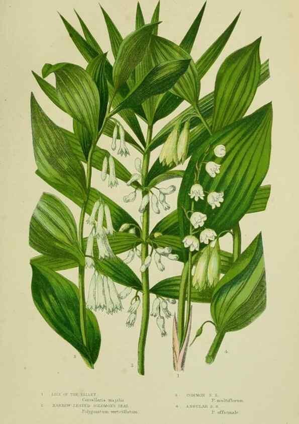 Reproducción/Reproduction 8517645821: The flowering plants, grasses, sedges, & ferns of Great Britain. London,F. Warne,1905.