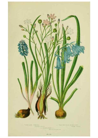 Reproducción/Reproduction 8517646321: The flowering plants, grasses, sedges, & ferns of Great Britain. London,F. Warne,1905.