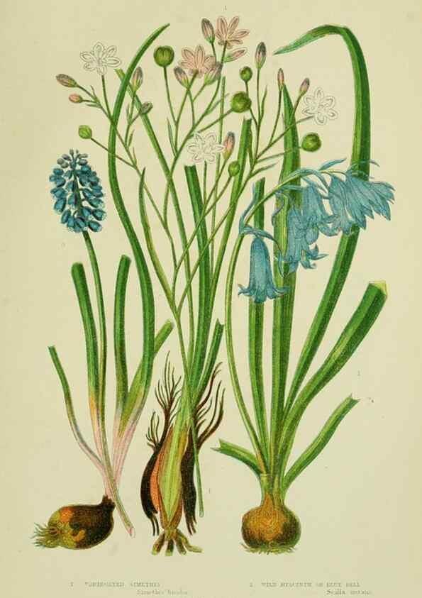 Reproducción/Reproduction 8517646321: The flowering plants, grasses, sedges, & ferns of Great Britain. London,F. Warne,1905.