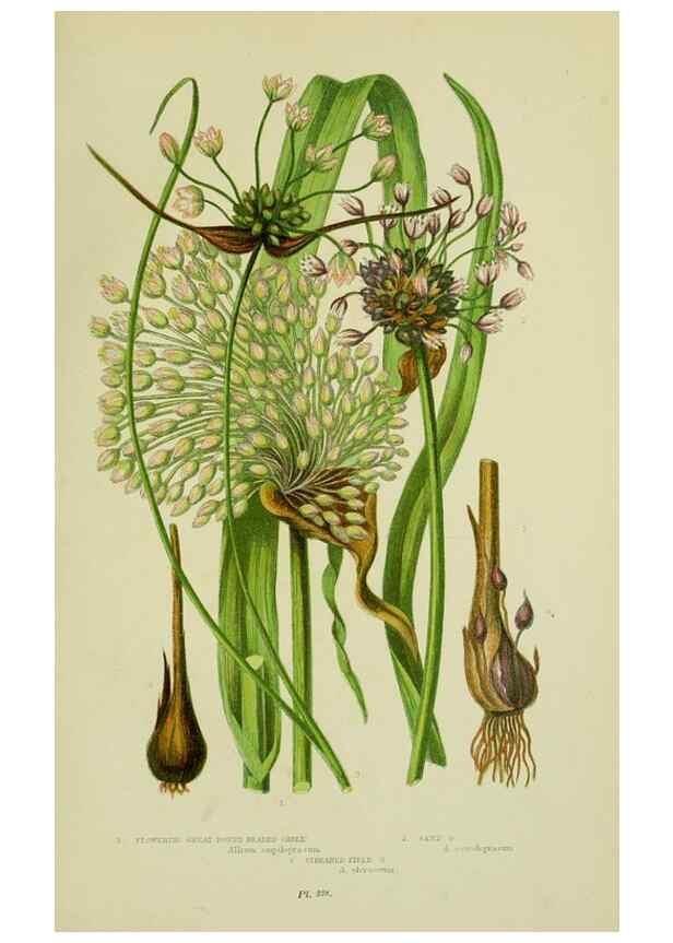 Reproducción/Reproduction 8517646799: The flowering plants, grasses, sedges, & ferns of Great Britain. London,F. Warne,1905.