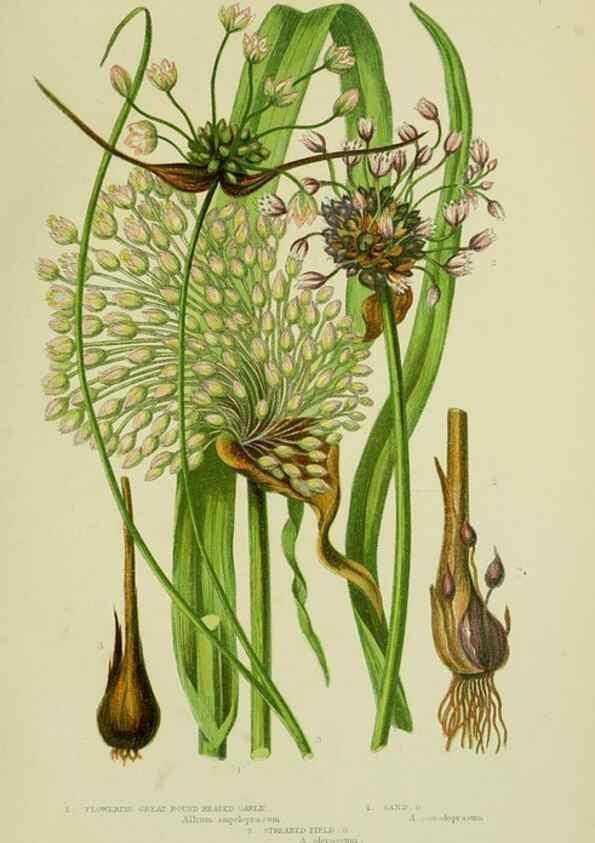 Reproducción/Reproduction 8517646799: The flowering plants, grasses, sedges, & ferns of Great Britain. London,F. Warne,1905.
