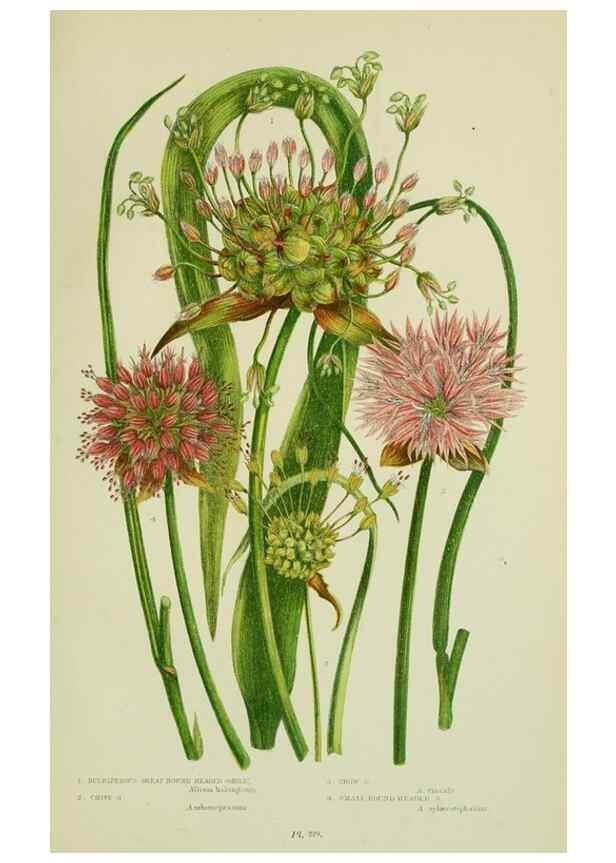 Reproducción/Reproduction 8517647287: The flowering plants, grasses, sedges, & ferns of Great Britain. London,F. Warne,1905.