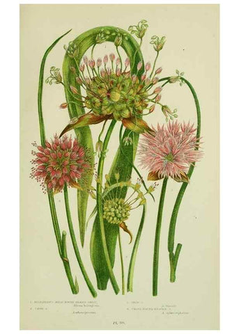 Reproducción/Reproduction 8517647287: The flowering plants, grasses, sedges, & ferns of Great Britain. London,F. Warne,1905.