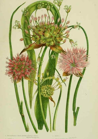 Reproducción/Reproduction 8517647287: The flowering plants, grasses, sedges, & ferns of Great Britain. London,F. Warne,1905.