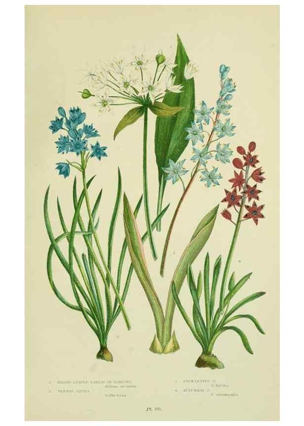 Reproducción/Reproduction 8518760114: The flowering plants, grasses, sedges, & ferns of Great Britain. London,F. Warne,1905.