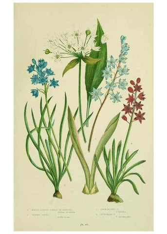 Reproducción/Reproduction 8518760114: The flowering plants, grasses, sedges, & ferns of Great Britain. London,F. Warne,1905.