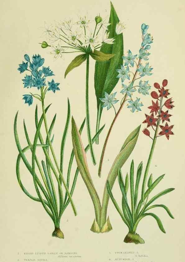 Reproducción/Reproduction 8518760114: The flowering plants, grasses, sedges, & ferns of Great Britain. London,F. Warne,1905.
