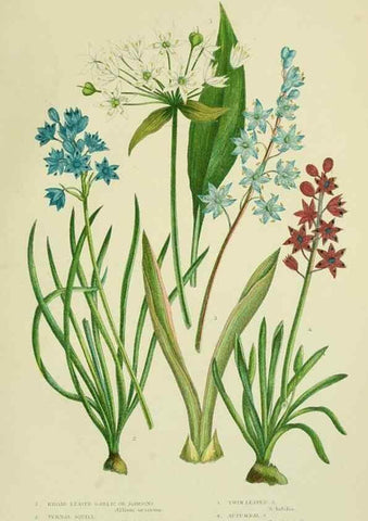Reproducción/Reproduction 8518760114: The flowering plants, grasses, sedges, & ferns of Great Britain. London,F. Warne,1905.