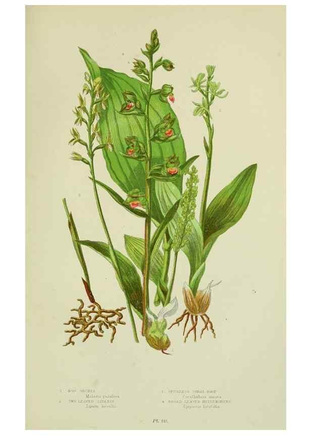 Reproducción/Reproduction 8517640215: The flowering plants, grasses, sedges, & ferns of Great Britain. London,F. Warne,1905.