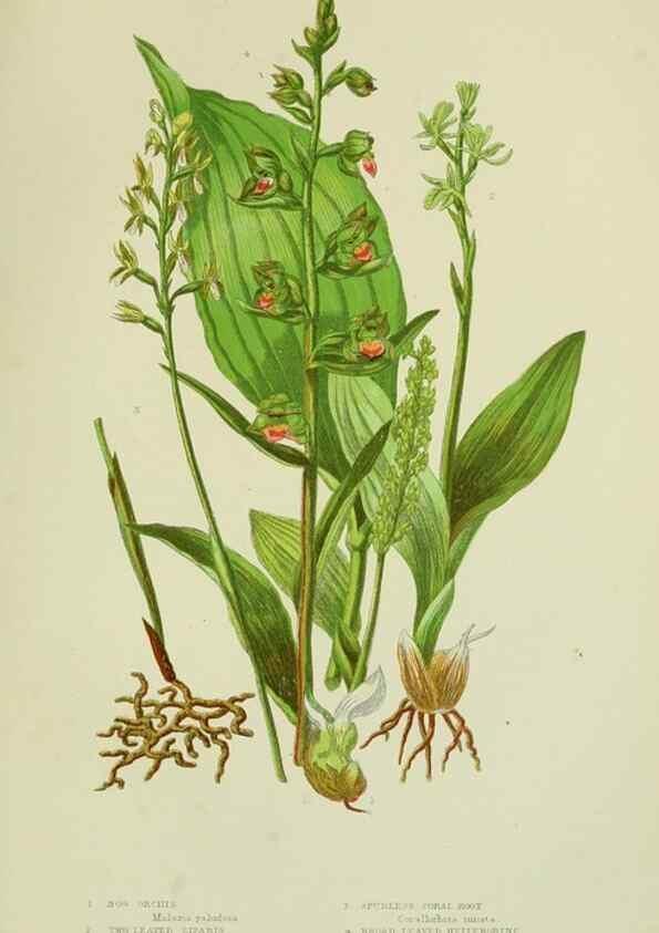 Reproducción/Reproduction 8517640215: The flowering plants, grasses, sedges, & ferns of Great Britain. London,F. Warne,1905.