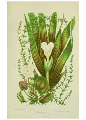 Reproducción/Reproduction 8517639685: The flowering plants, grasses, sedges, & ferns of Great Britain. London,F. Warne,1905.
