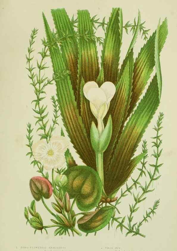 Reproducción/Reproduction 8517639685: The flowering plants, grasses, sedges, & ferns of Great Britain. London,F. Warne,1905.